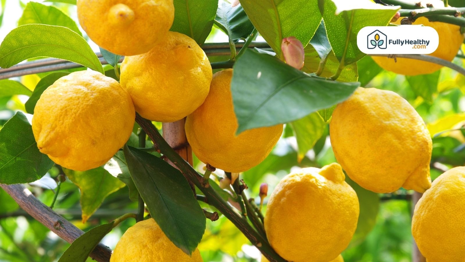 Bright yellow lemons growing on a tree with green leaves in natural sunlight