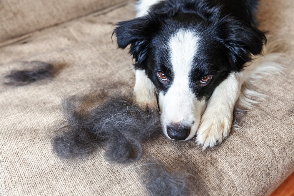 dog hair, shedding, furniture, pet hair