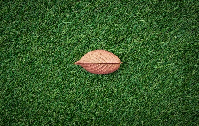 leaves, autumn, plant, leaf, nature, green, yellow, grass, artificial turf, abstract, texture, artificial turf, artificial turf, artificial turf, artificial turf, artificial turf