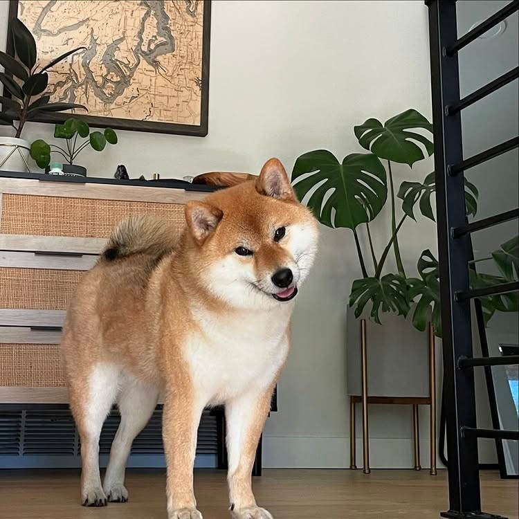 shiba inus are energeti dogs and carry a typical temperament 