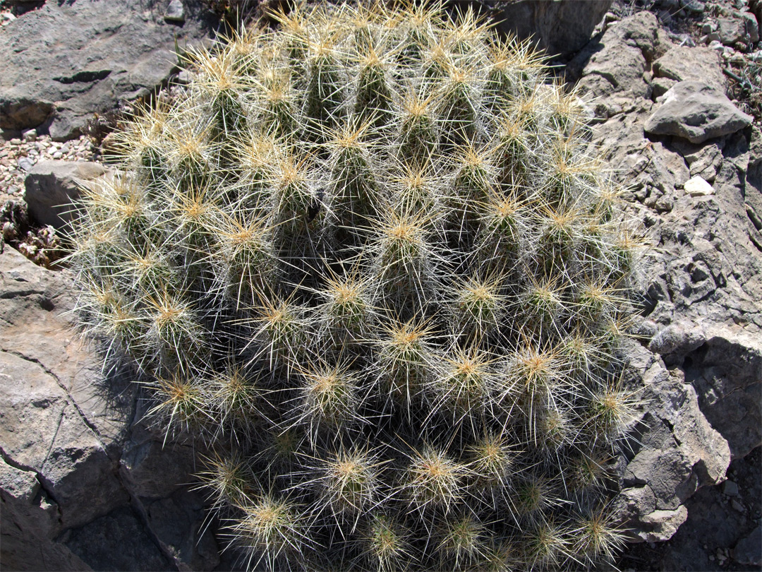 strawberry hedgehog cactus, cacti