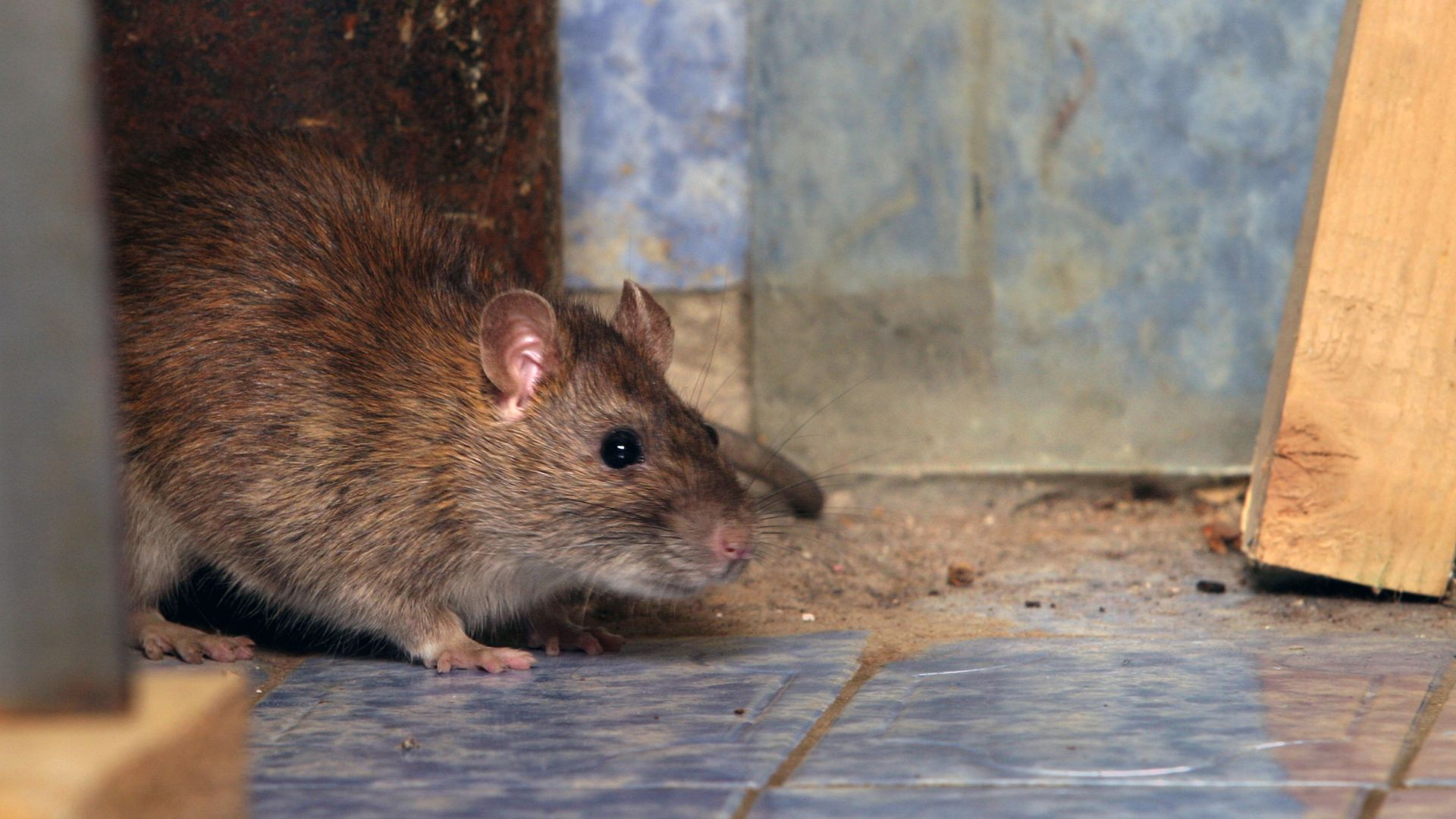 An image of a rat walking near some rat droppings.