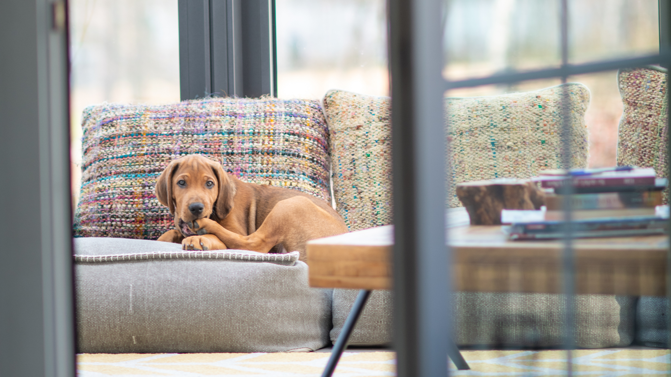 A Ridgeback puppy laying on a couch