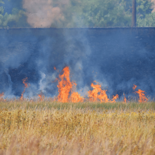 5 Best Air Purifiers for Wildfire Smoke