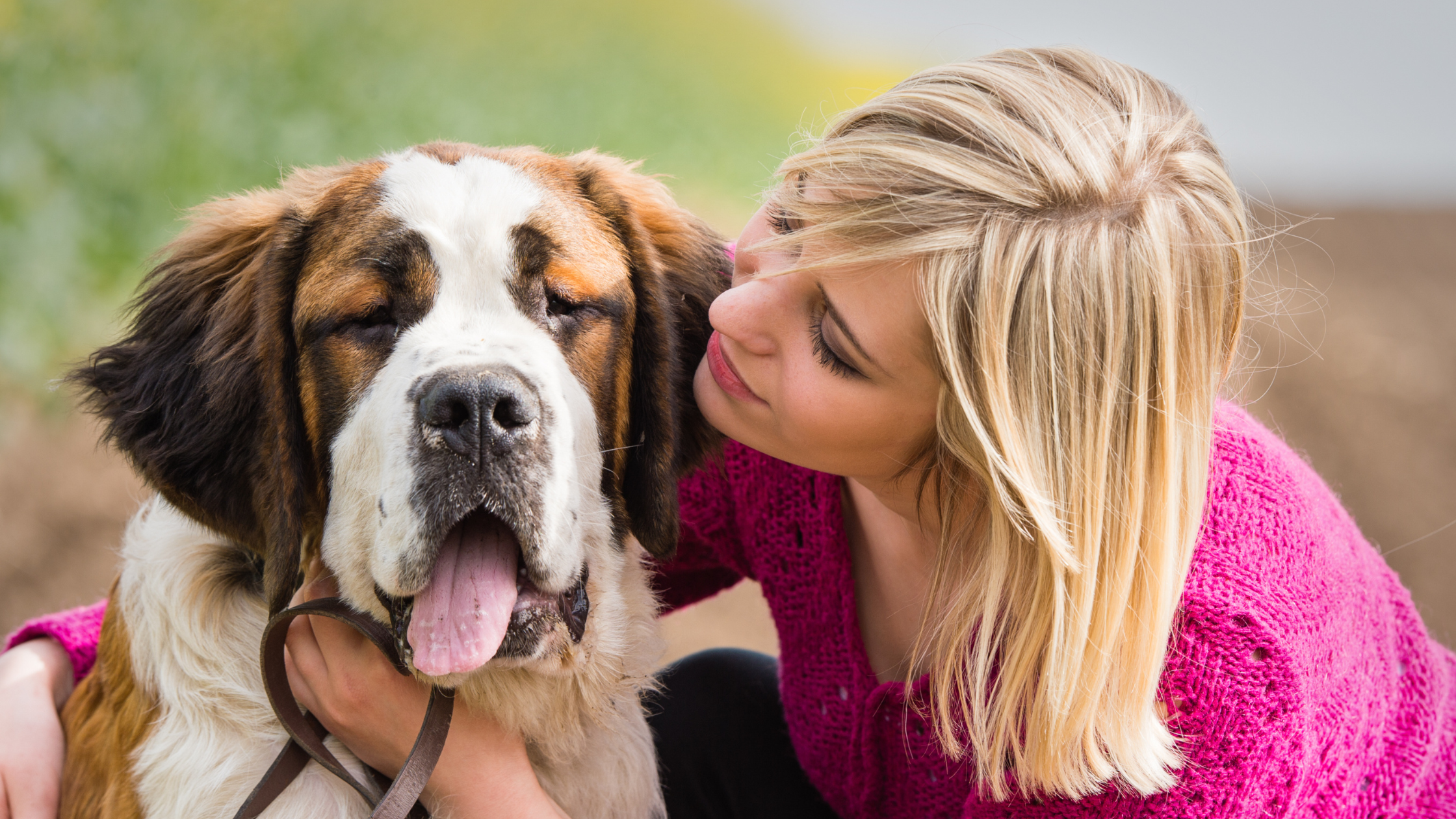 A happy St. Bernard next to a loving owner