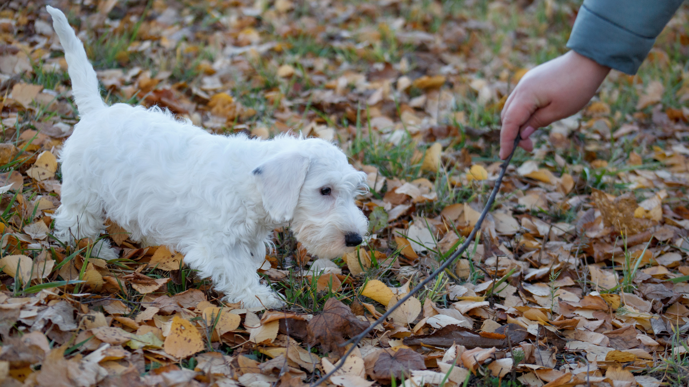 A puppy walking through a park in the fall
