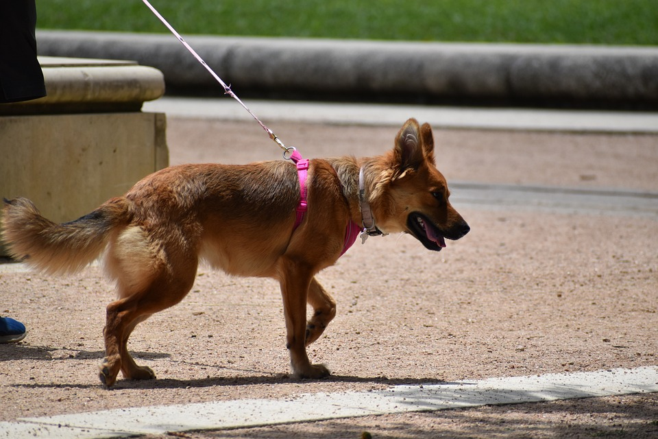 dog walking on leash, pet training