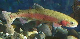 Lahontan cutthroat trout - Wikipedia
