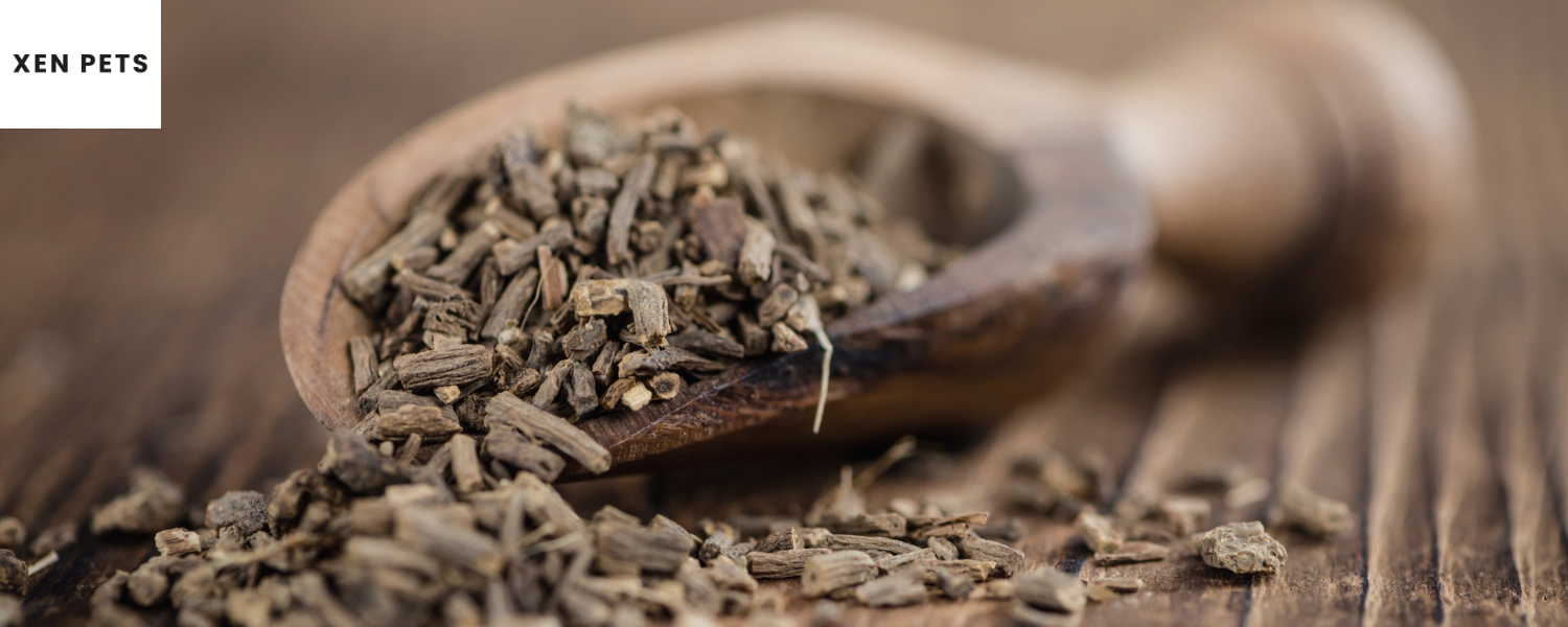 valerian root for dog anxiety