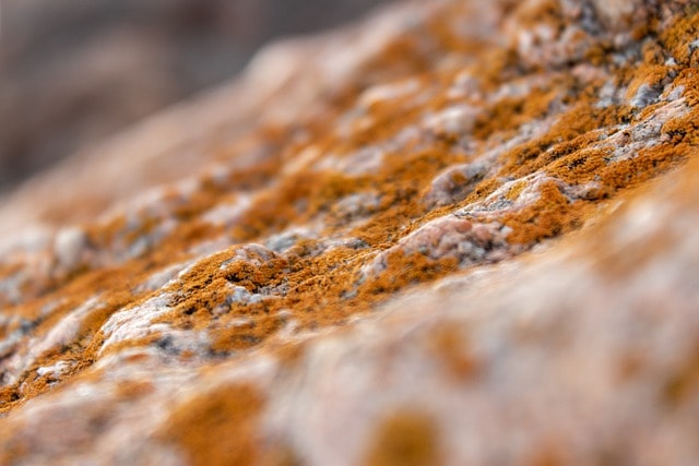 microorganism, mold, rocks, stones, nature, close up, macro, mold, mold, mold, mold, mold