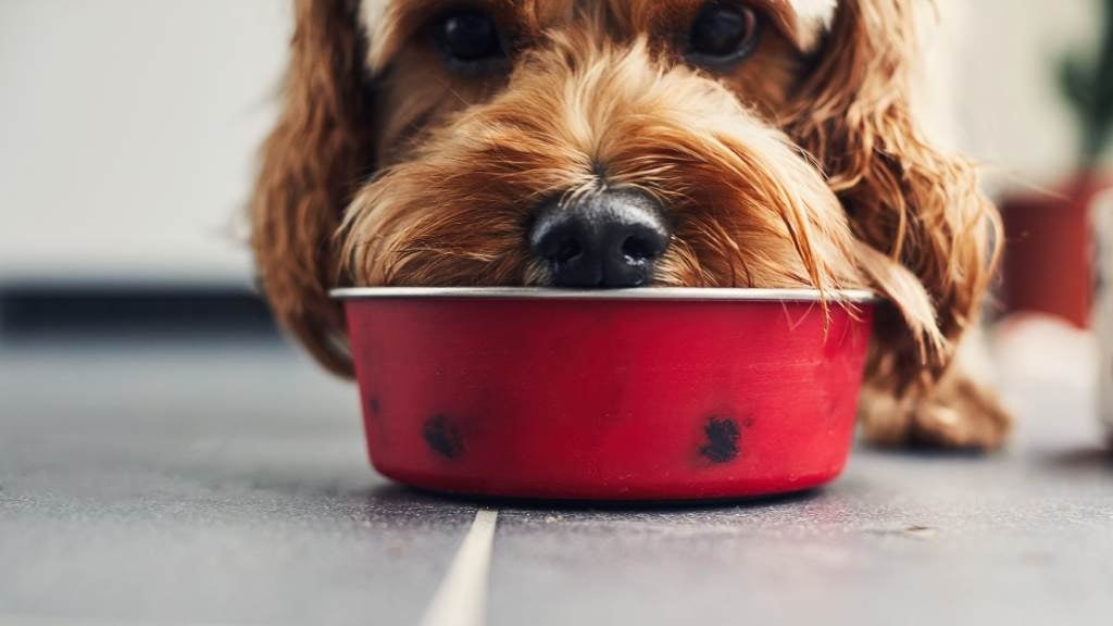 Dietary Safety for Your Dog