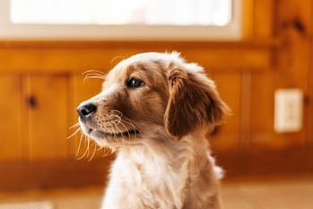 yellow or green discharge, dog's cornea, schirmer tear test