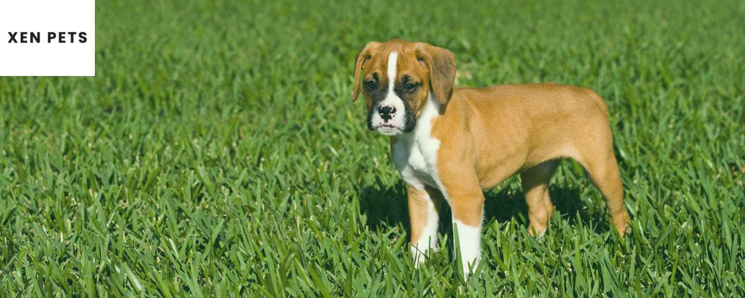 boxer dog hip dysplasia treatment