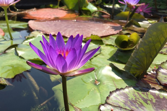 purple, magenta, lotus flower