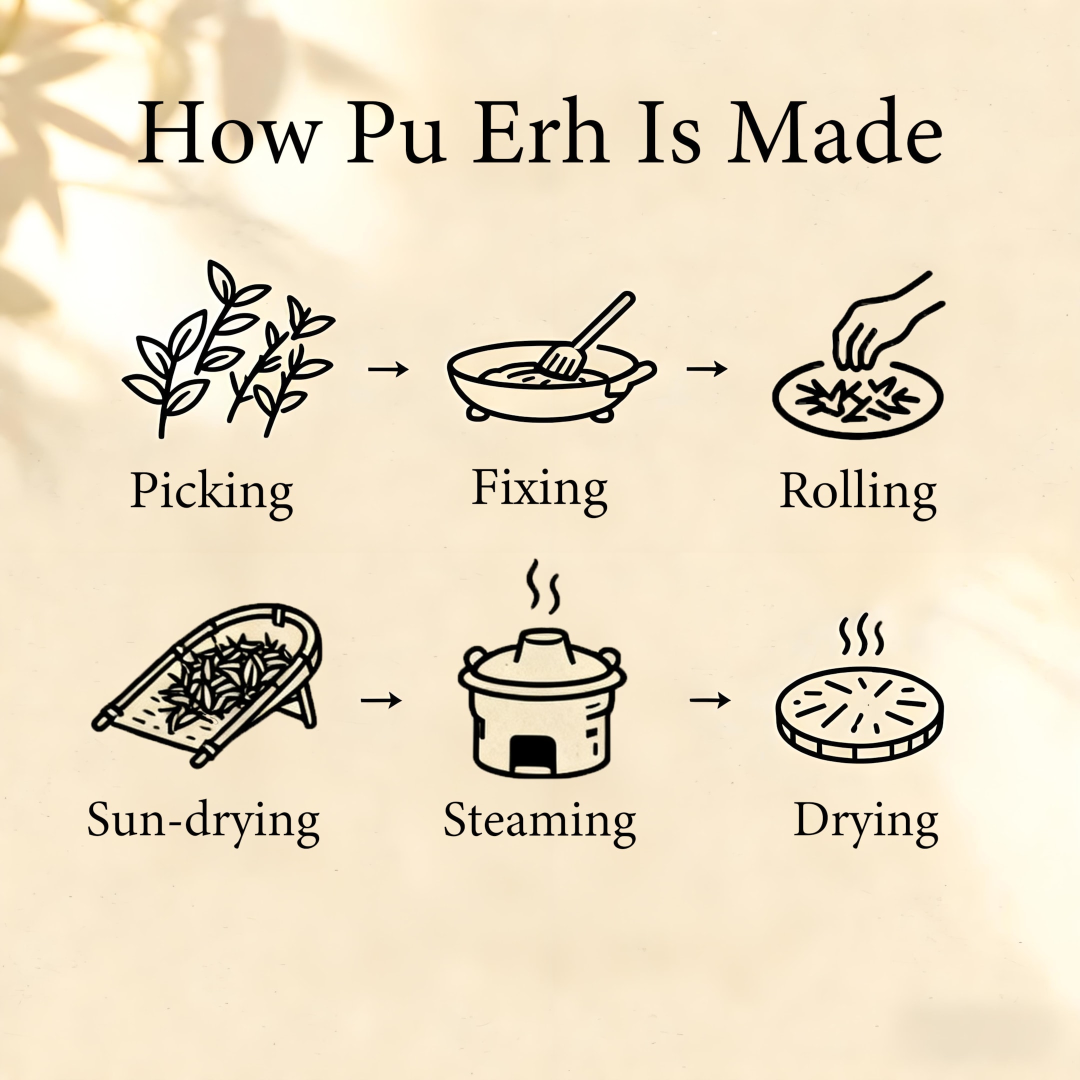 How Pu Erh Is Made