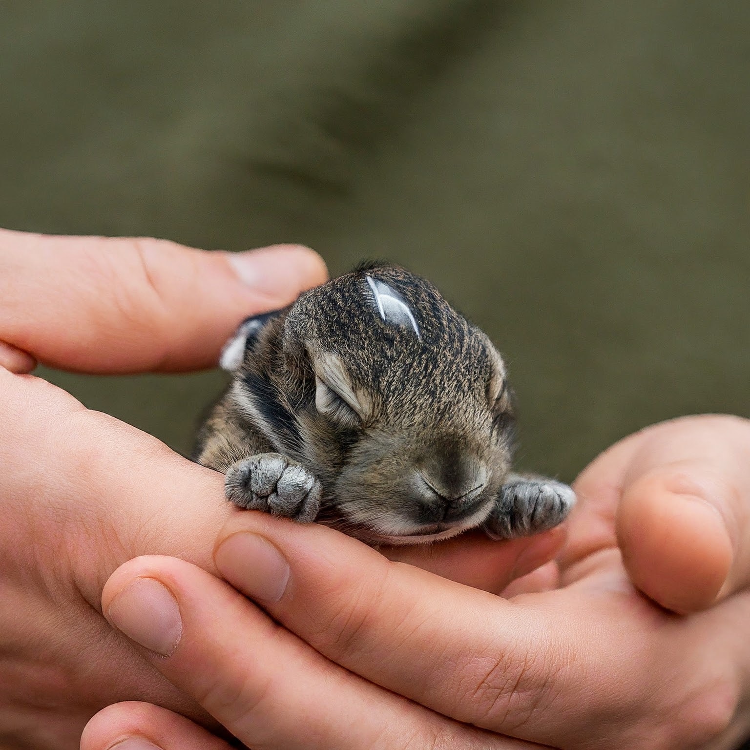 Caring for Orphaned Baby Bunny