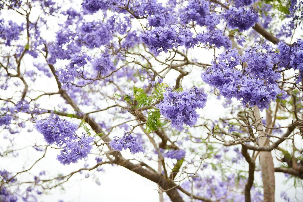 Jacaranda