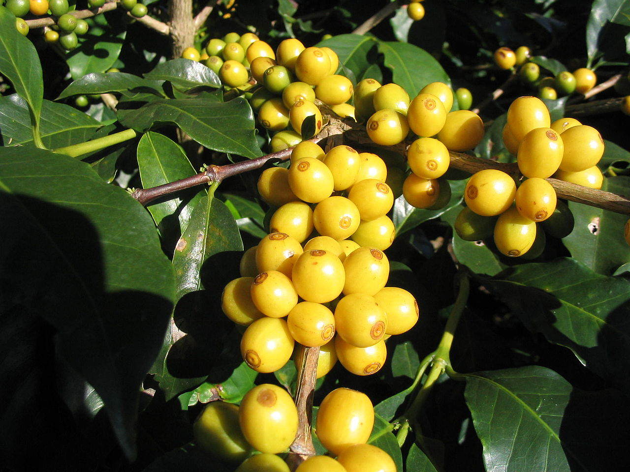 major coffee growing regions brazil coffee cherries