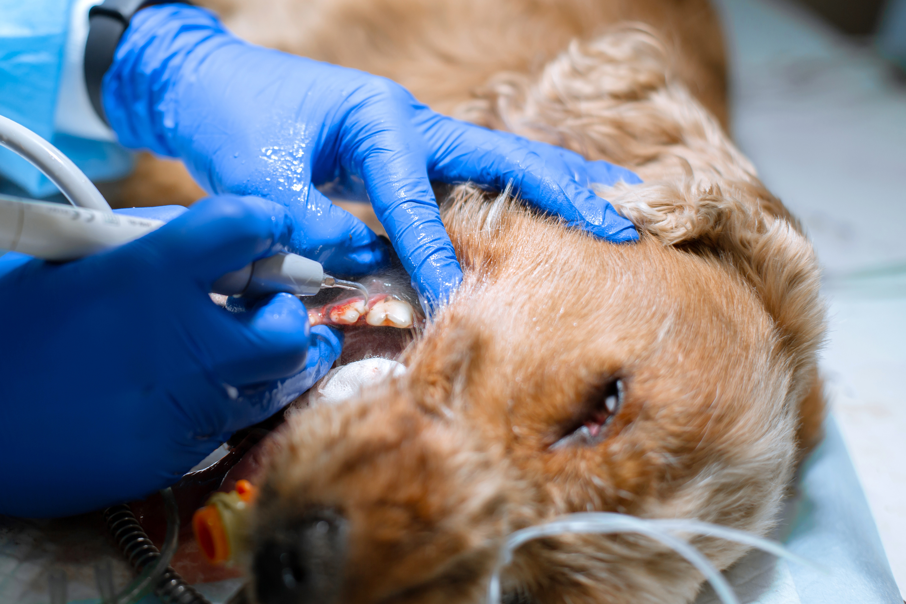 A Close-Up Image Of A Professional Dog Teeth Cleaning Procedure Being Performed On A Canine Patient