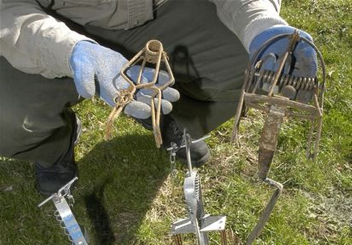 Juicy fruit gum for moles 7 affordable and effective way