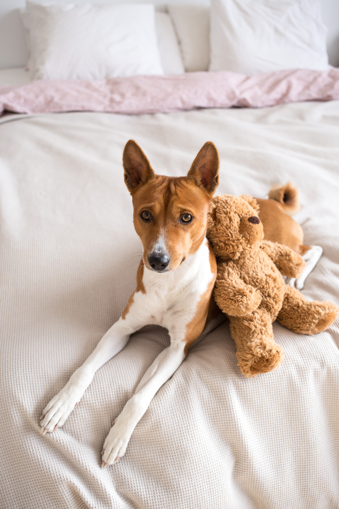 How to wash discount plush dog toys