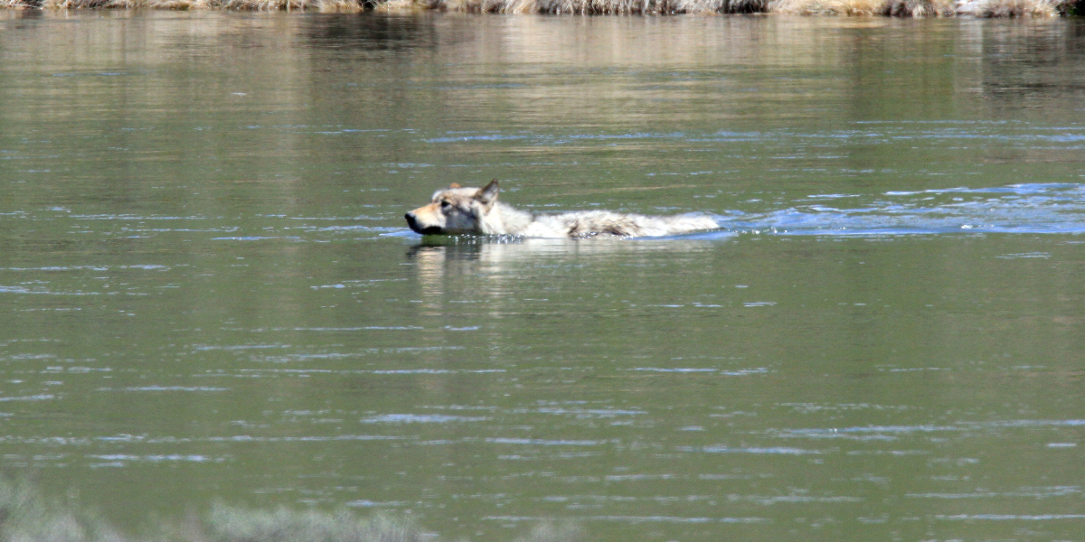 red wolf swimming