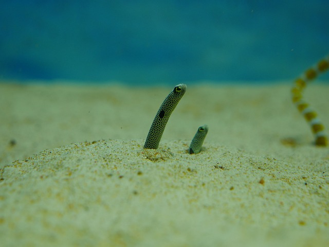 spotted garden eel, eel, undersea
