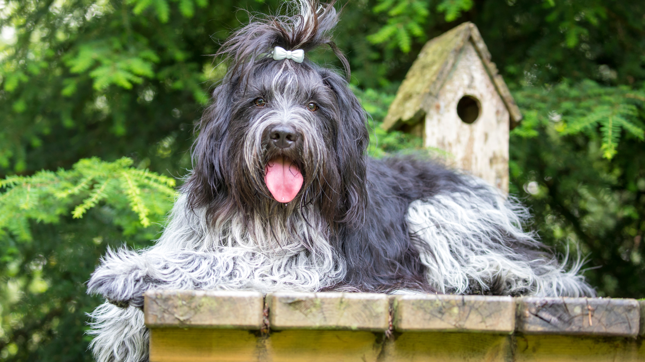 A happy adult Dutch Sheepdog laying outside with a bird house in the background