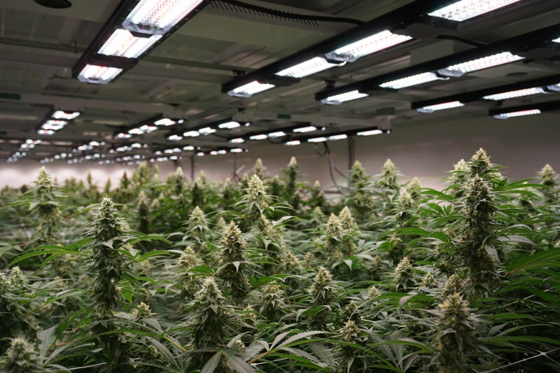 cannabis strains indoor growing