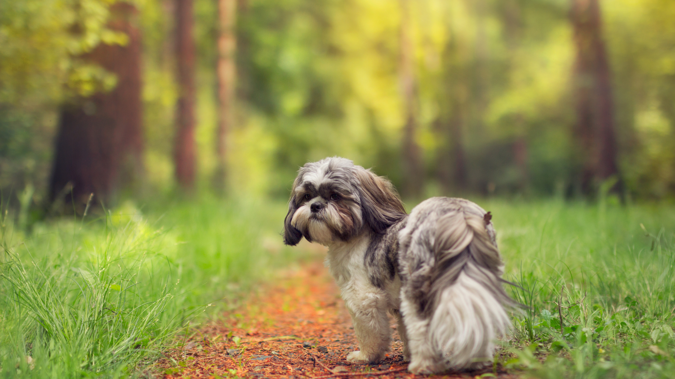 A well socialized Shih Tzu walking on an outdoor trail