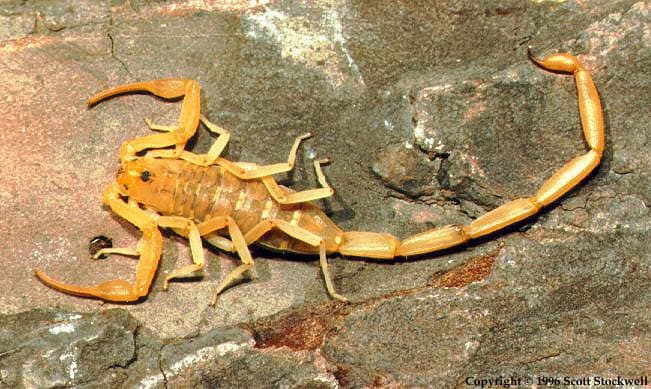 An image of a yellow colored scorpion lying on a rock.