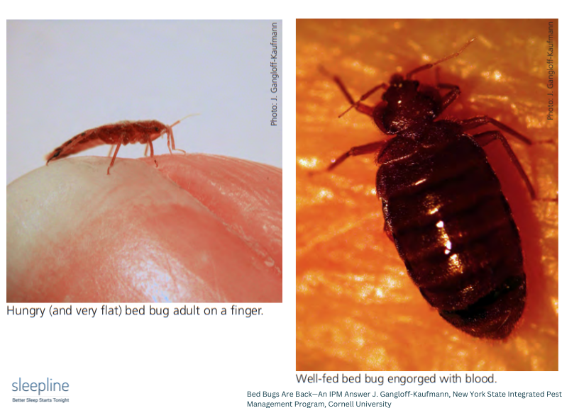 How to identify bed bugs
