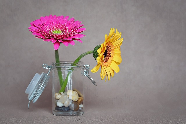 gerbera, flower, blossoms