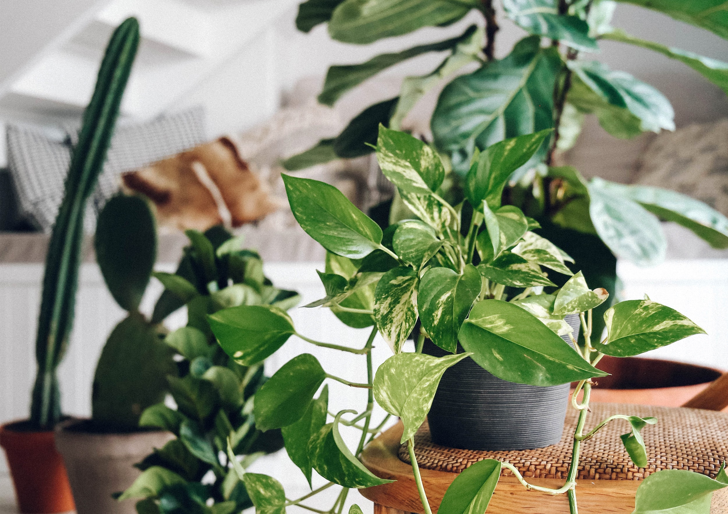 Choosing the Right Plants for Your Home