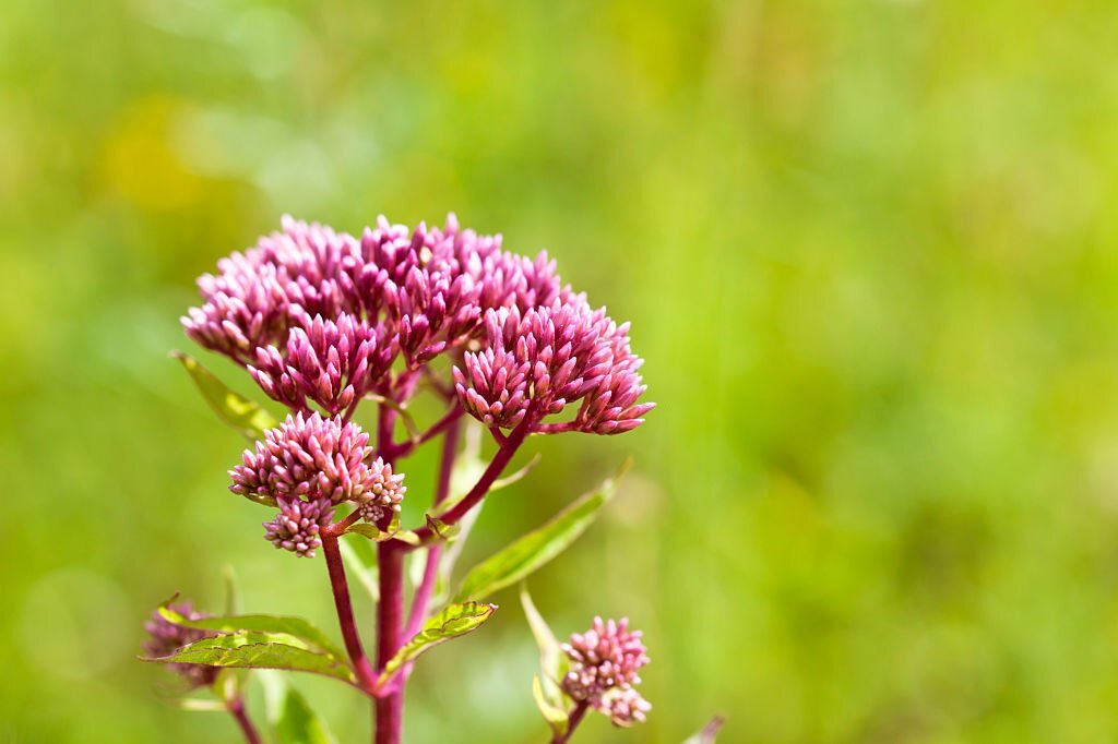 Hemp Agrimony