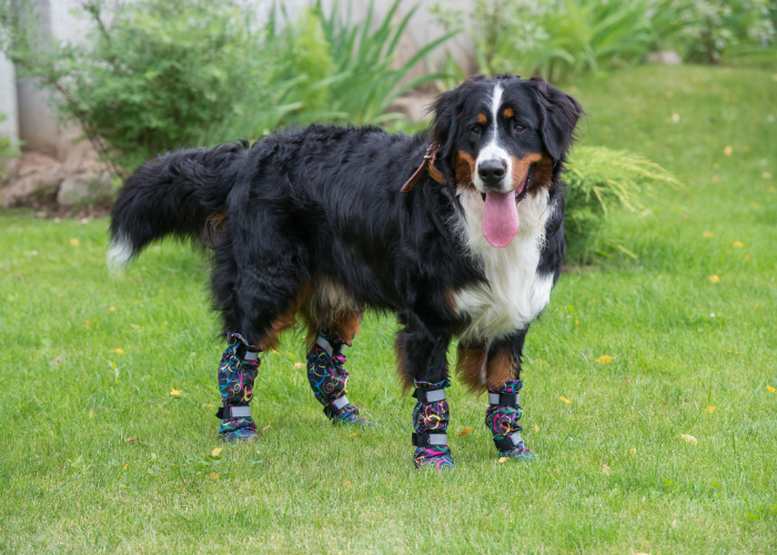 13 Dog Breeds That Use Their Paws A Lot (With Pictures)