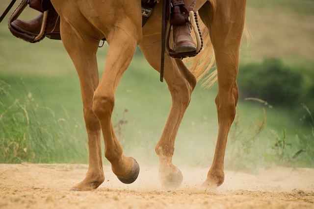 human, horse, trot