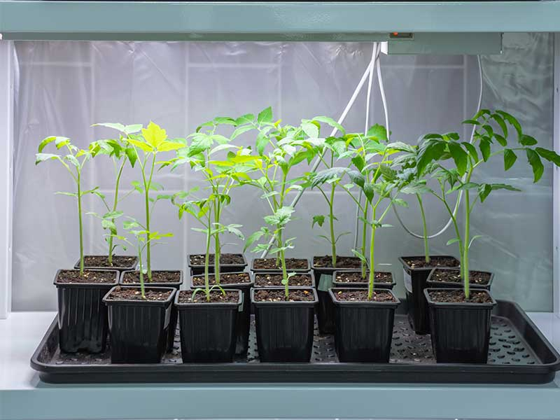 Advancing Your Indoor Gardening Journey with Grow Boxes