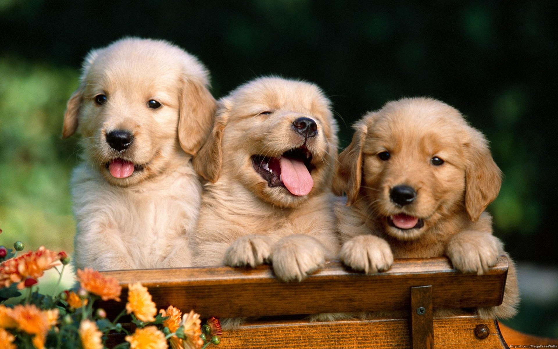 Raising Puppies Together in a Multi-Dog Home