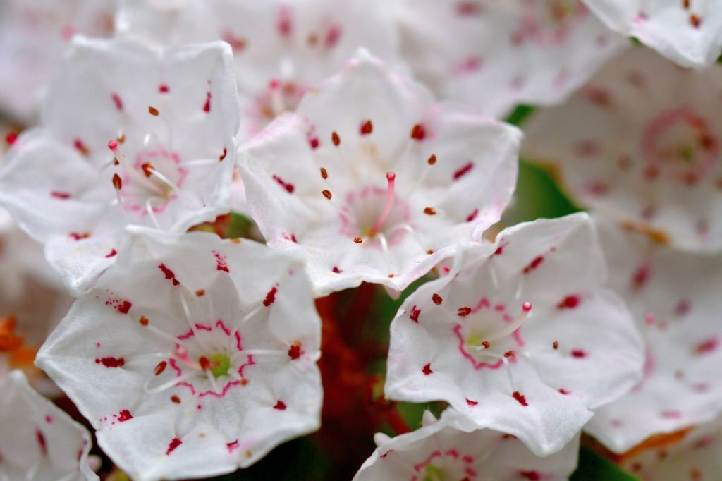 Mountain Laurel