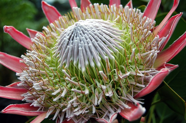 protea cynaroides, king white, small gardens, white fringe, nelson mandela's tribe