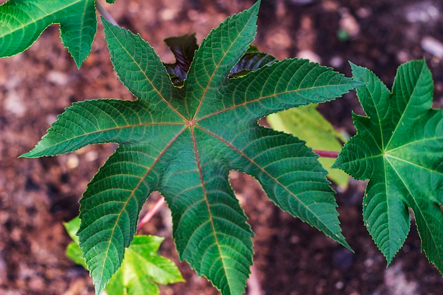 castor oil plant, leaves, plant