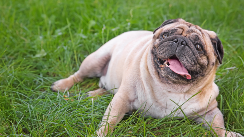 78886957 81f3 4bae b0ca 599d8016fd27 The Pug Life Span: Unveiling the Secrets to Your Pug's Longevity