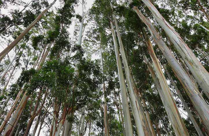 Eucalyptus tree field