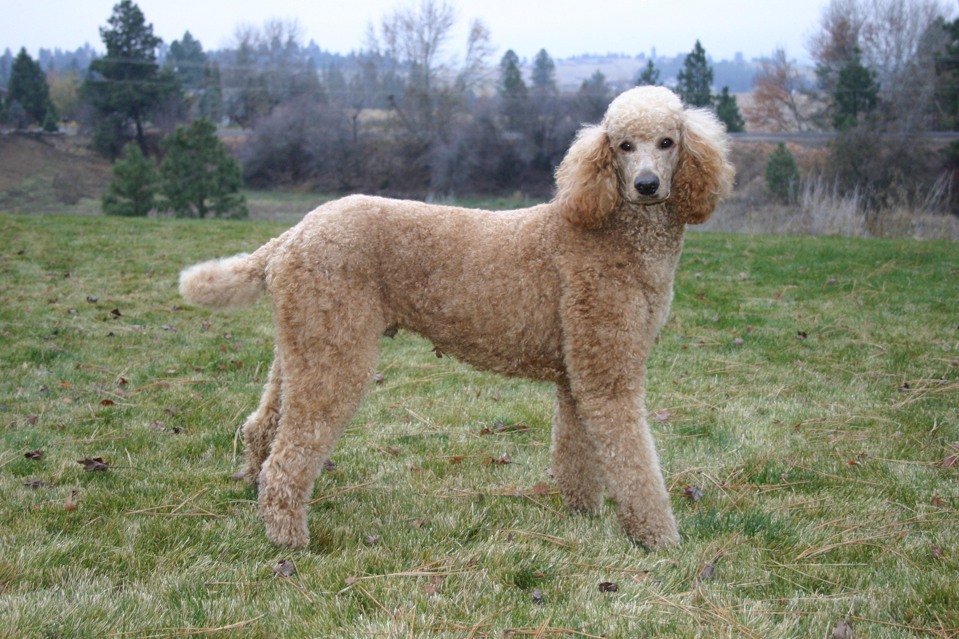 A Faun Poodle standing in a field