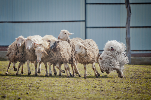 A Puli dog herding sheep