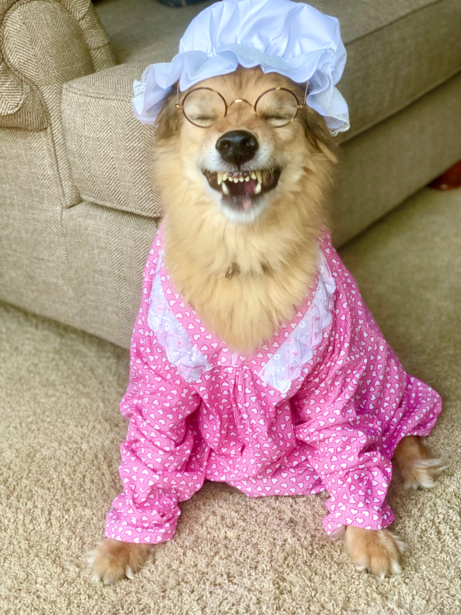 Our sweet dog as they big bad wolf dressed as grandma