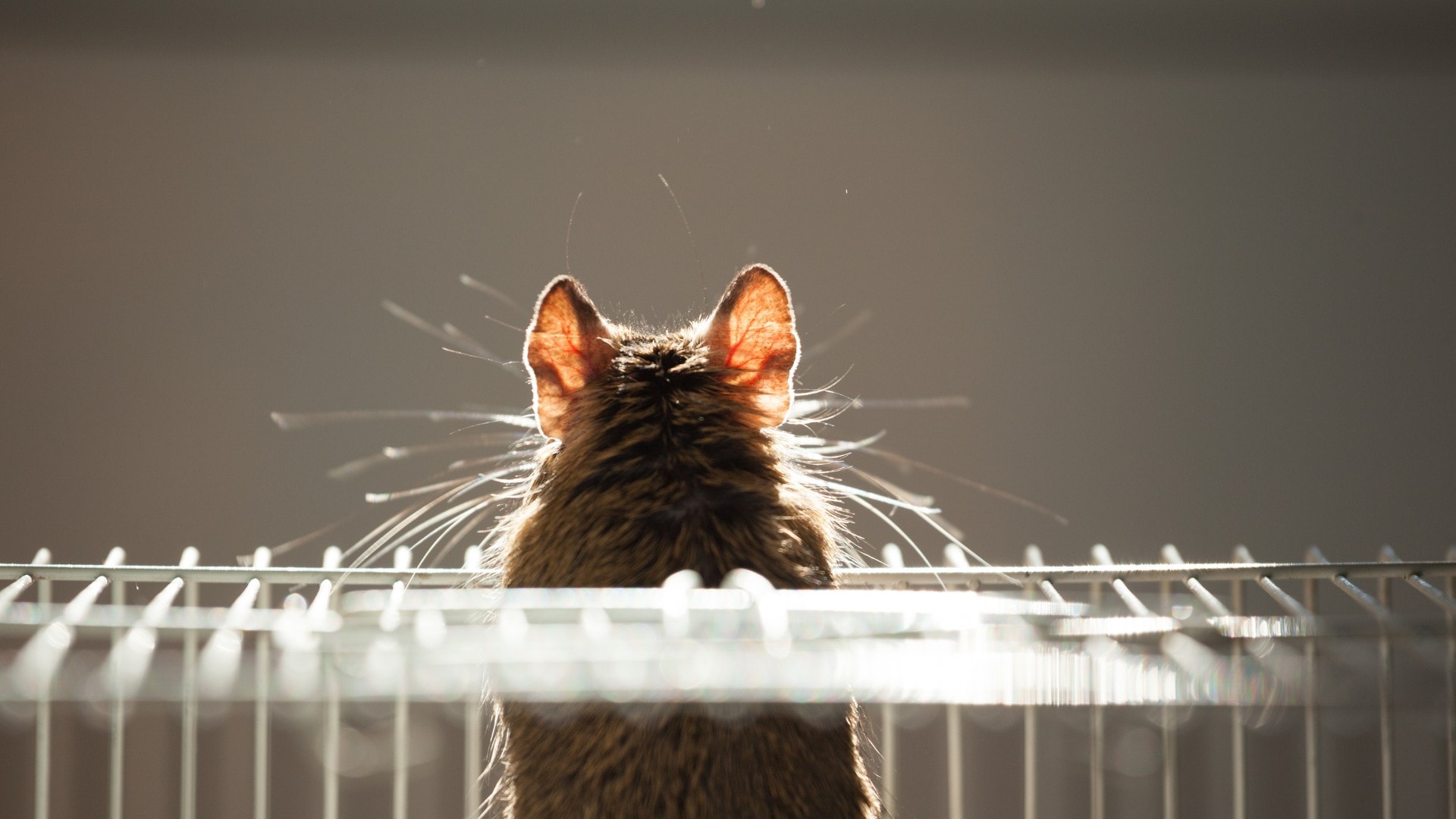 A rodent leans its head out of a cage.