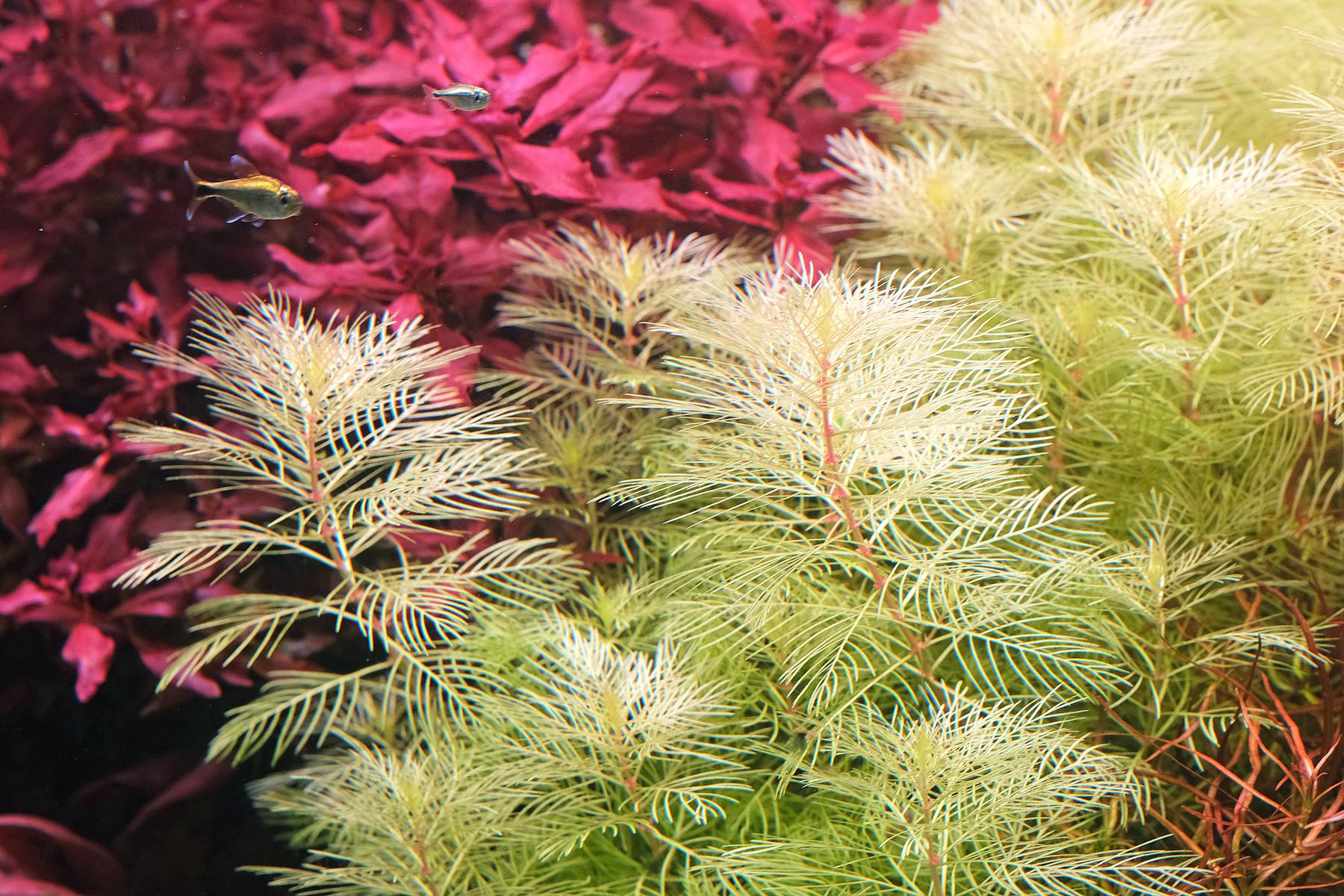 close up of Myriophyllum golden