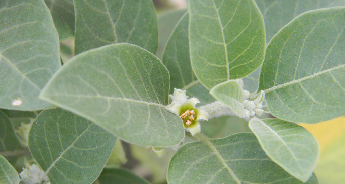 Ashwagadha plant